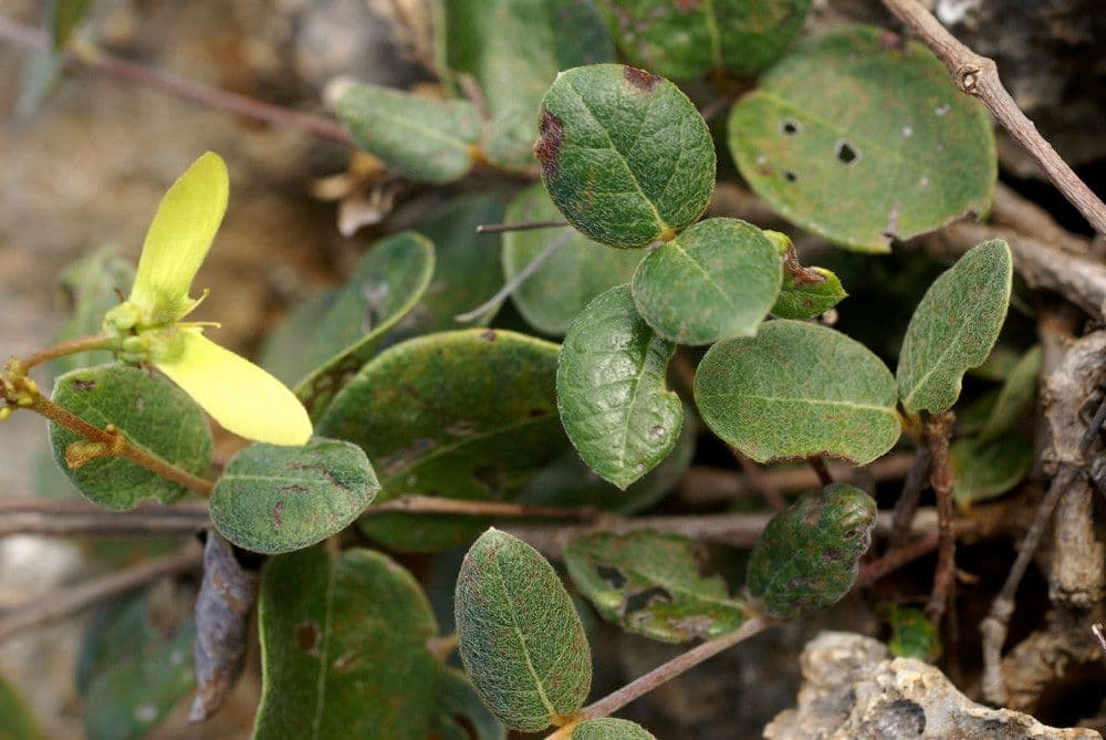 Stigmaphyllon 16