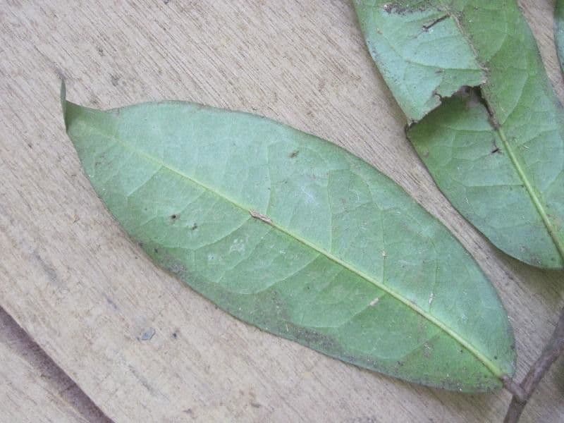 Tapura 11
