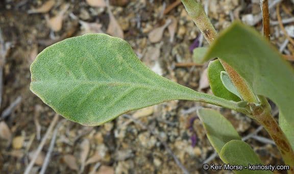 Salvia pachyphylla 13