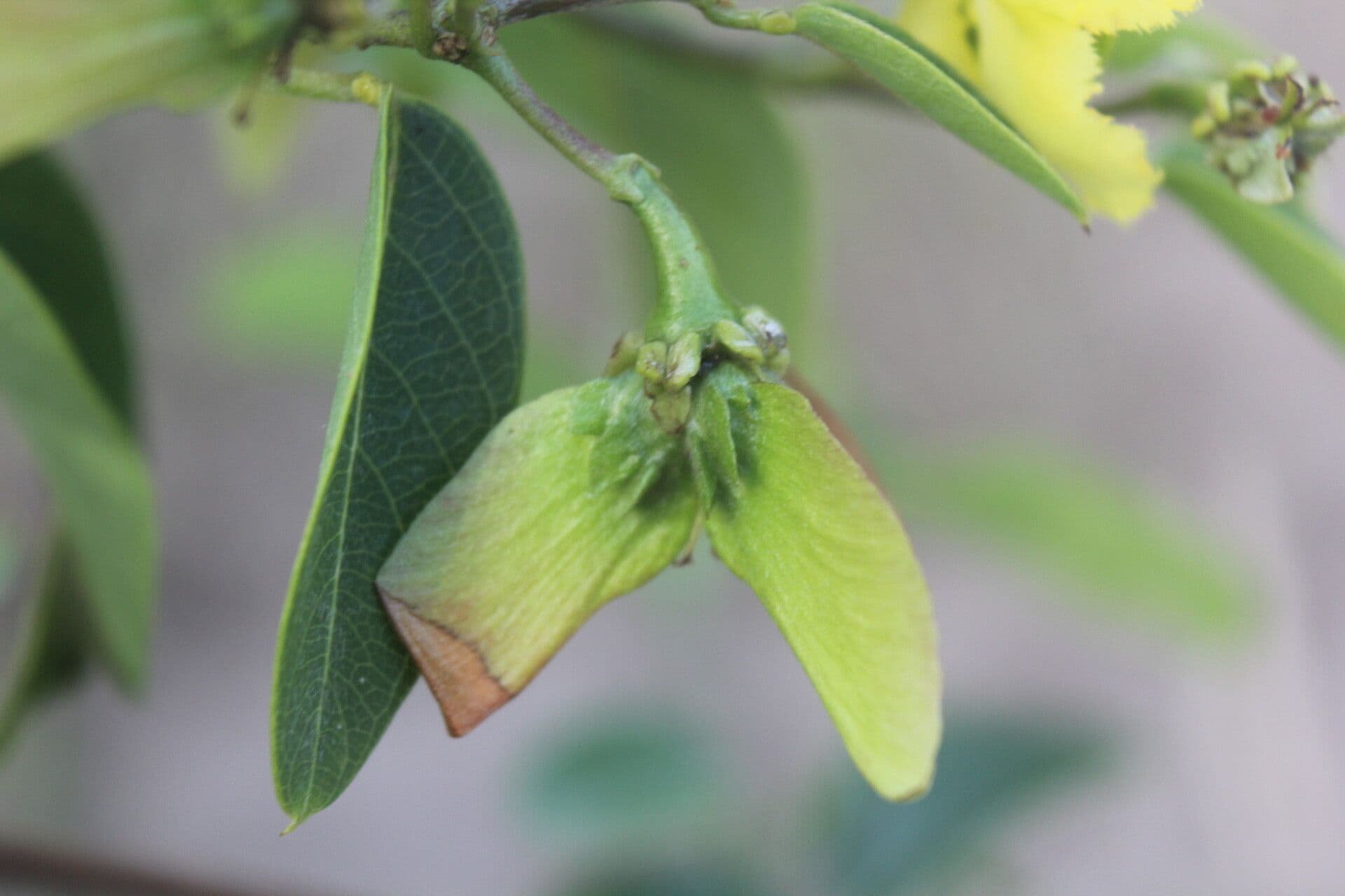 Stigmaphyllon 2