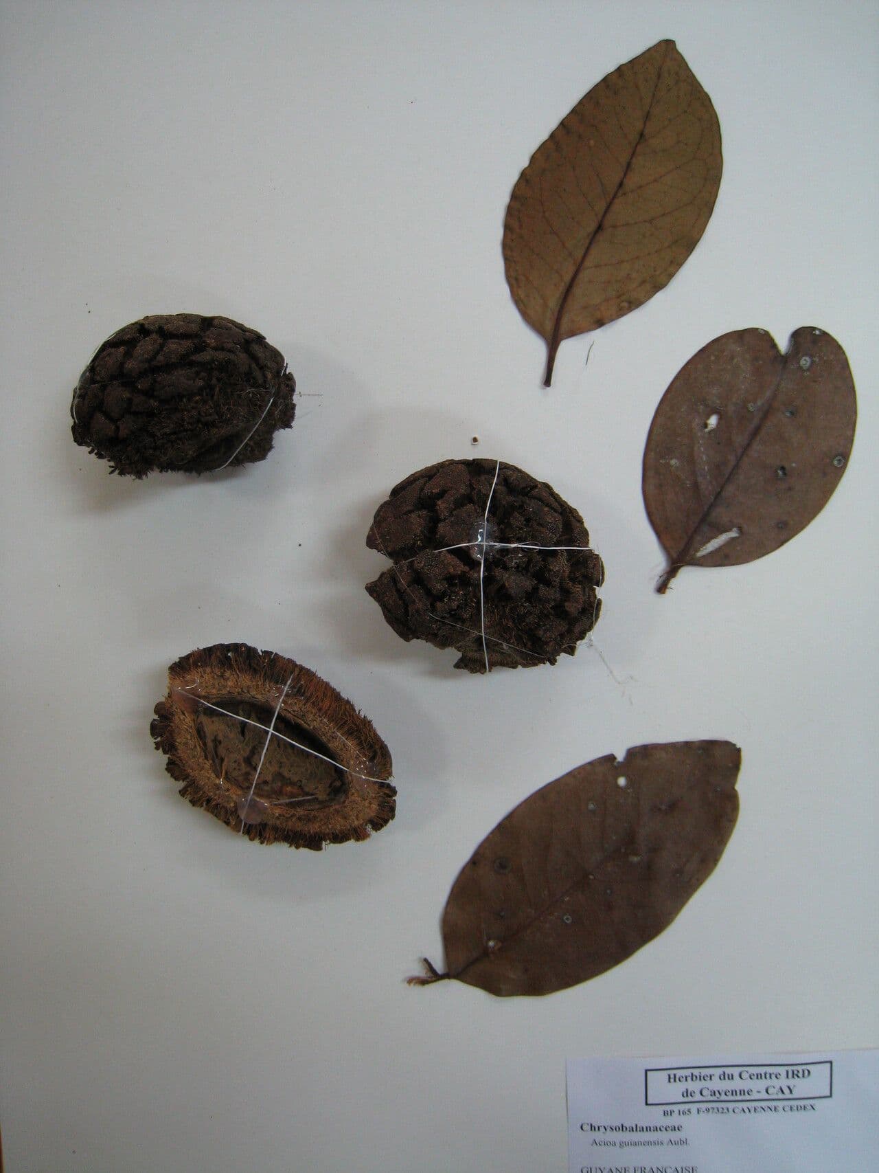 Acioa 8