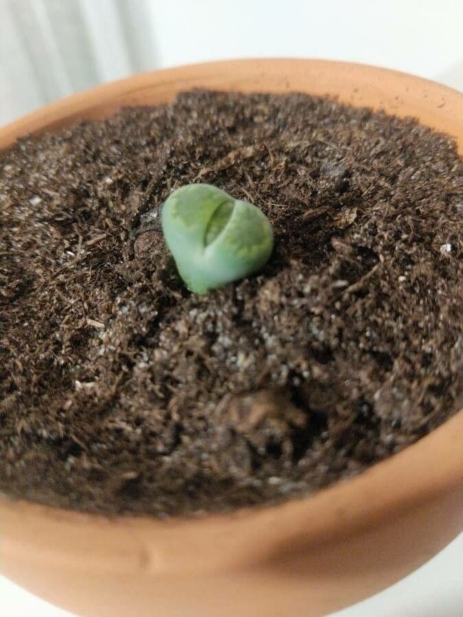 Lithops 3