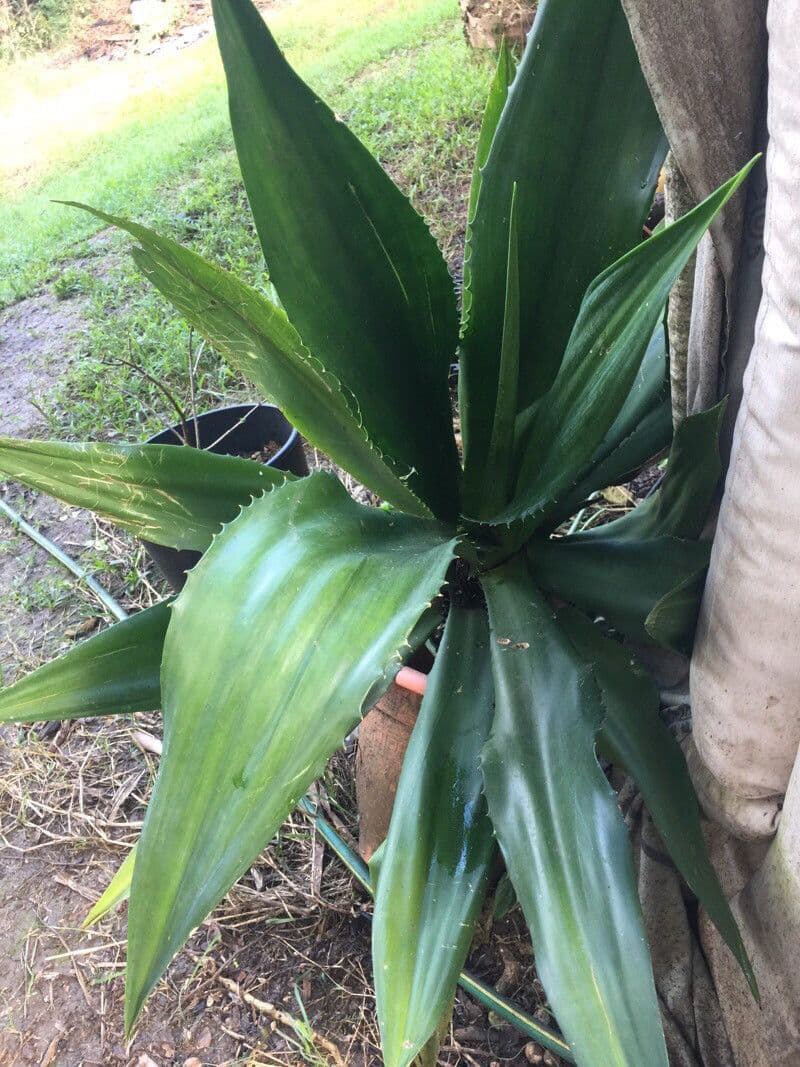 Agave 6
