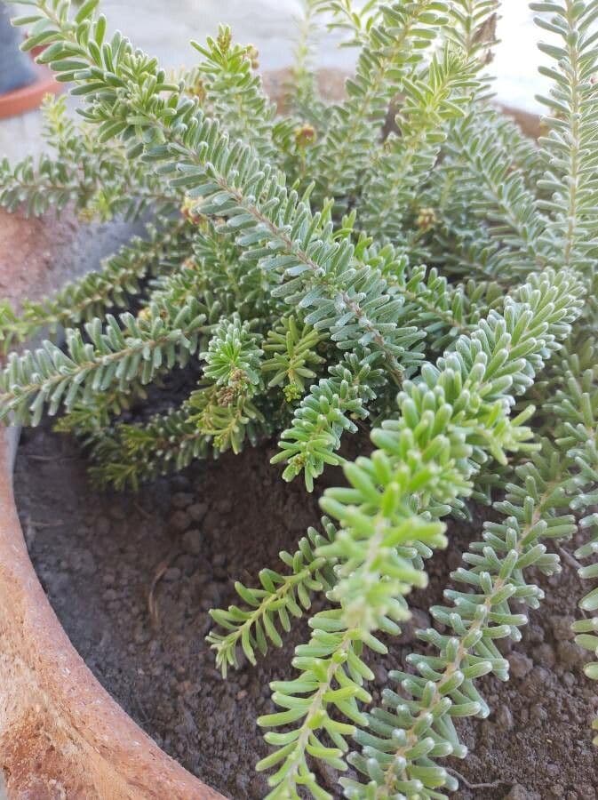 Grevillea lanosa 14