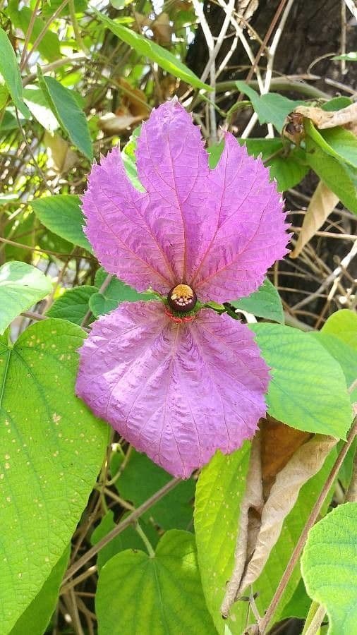 Dalechampia 3