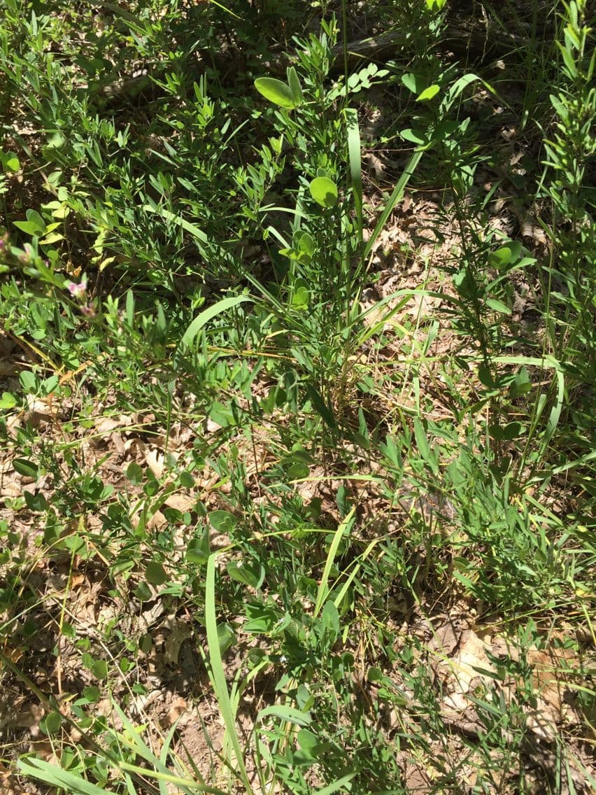 Lespedeza 11