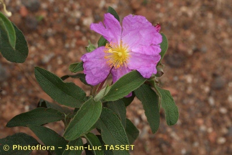 Cistus 26