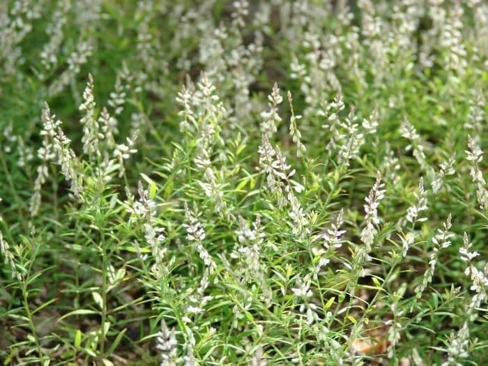 Poligala paniculata 7