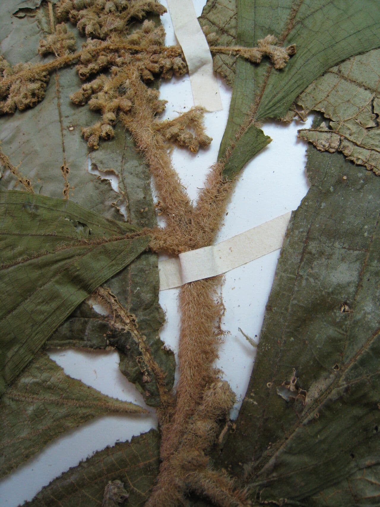 Miconia 8