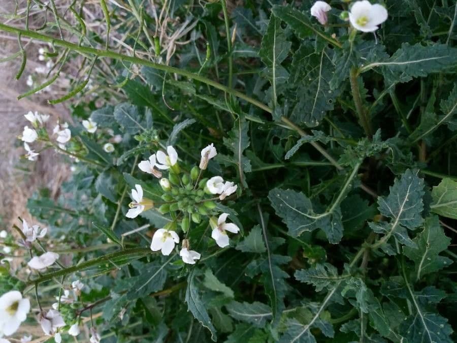 Rucola selvatica 30