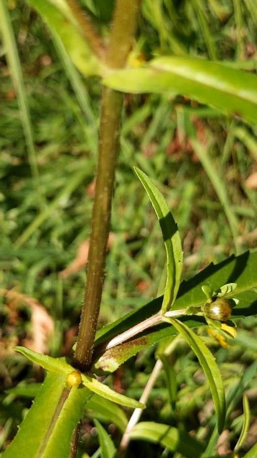 Forbicina ridente 31