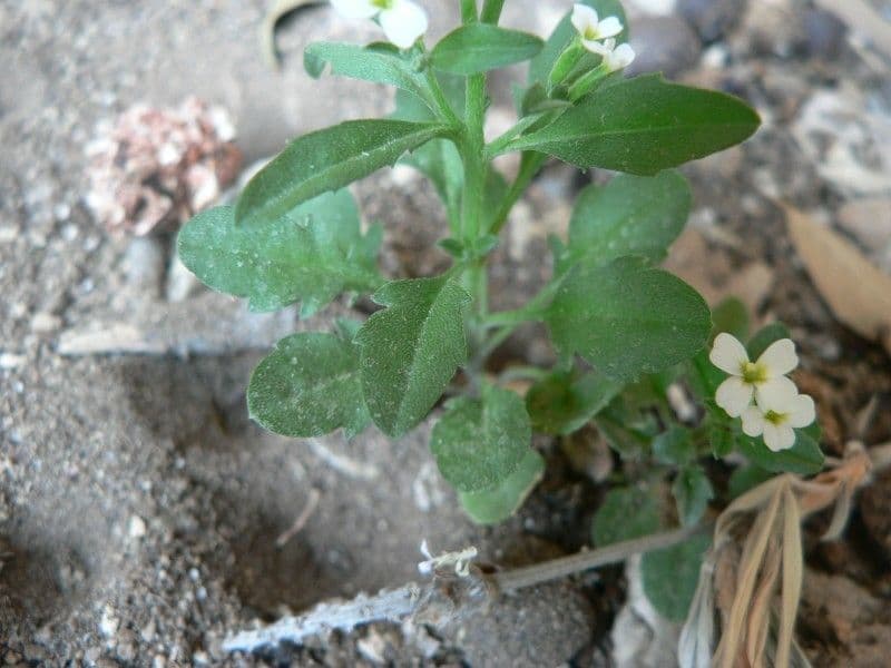 Malcolmia africana 16