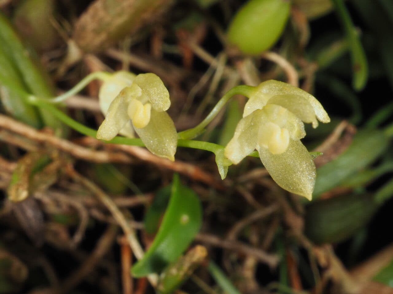 Bulbophyllum 3
