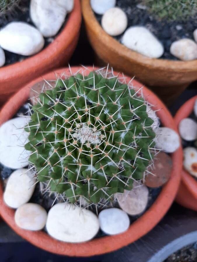 Mammillaria 28