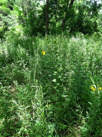 Raues Silphium 6