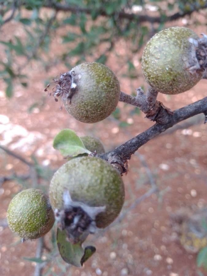 Peral de hoja de almendro