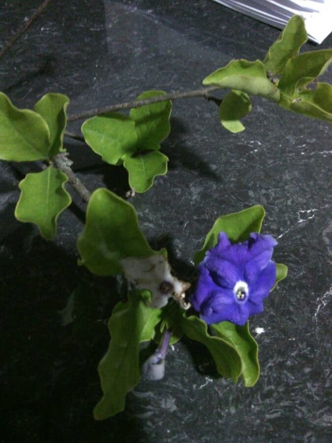 Brunfelsia australe