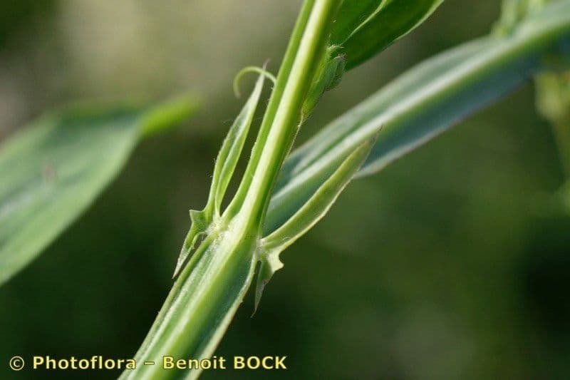 Cicerchia pelosa 21