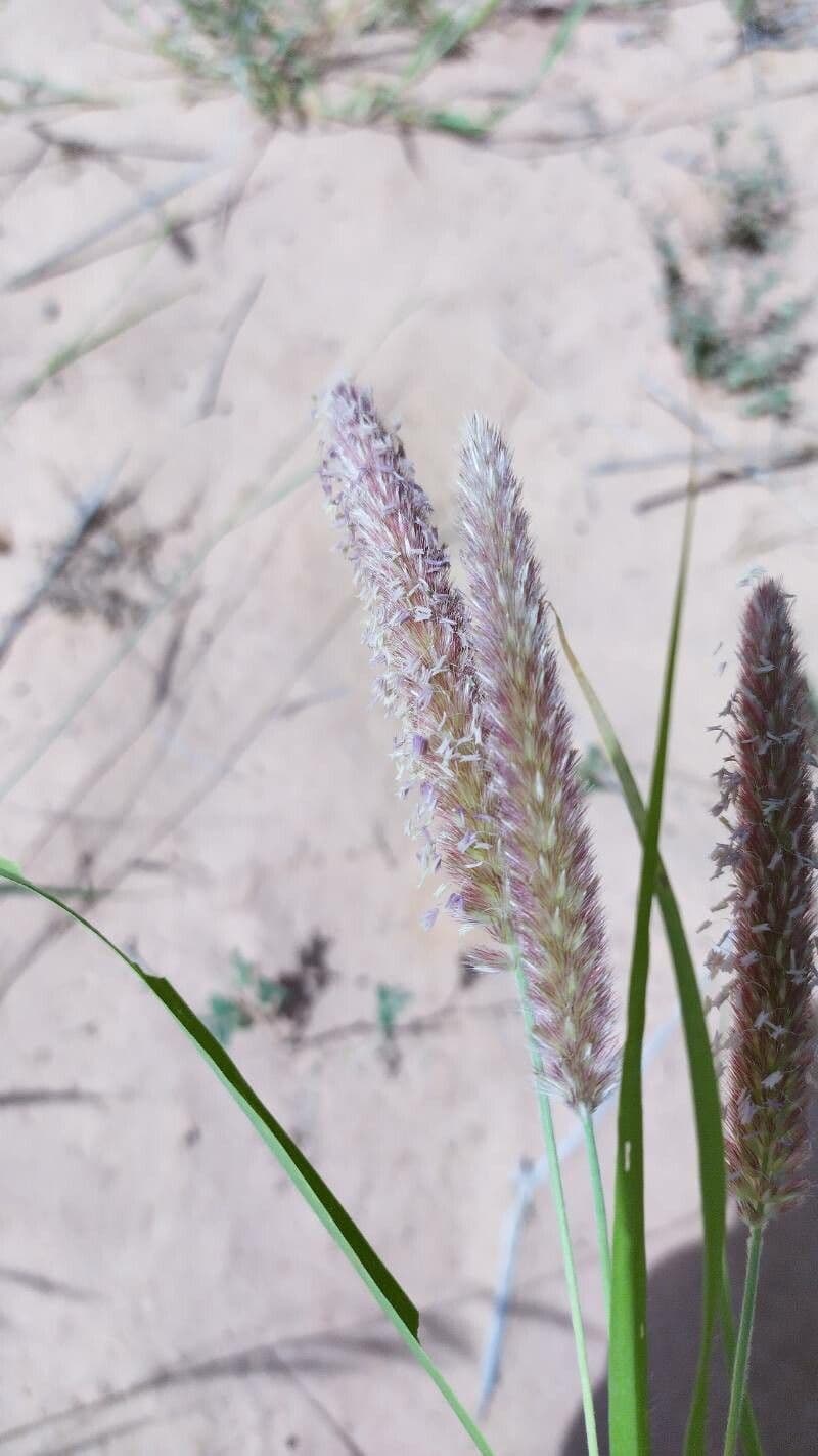 Cenchrus violaceo 3