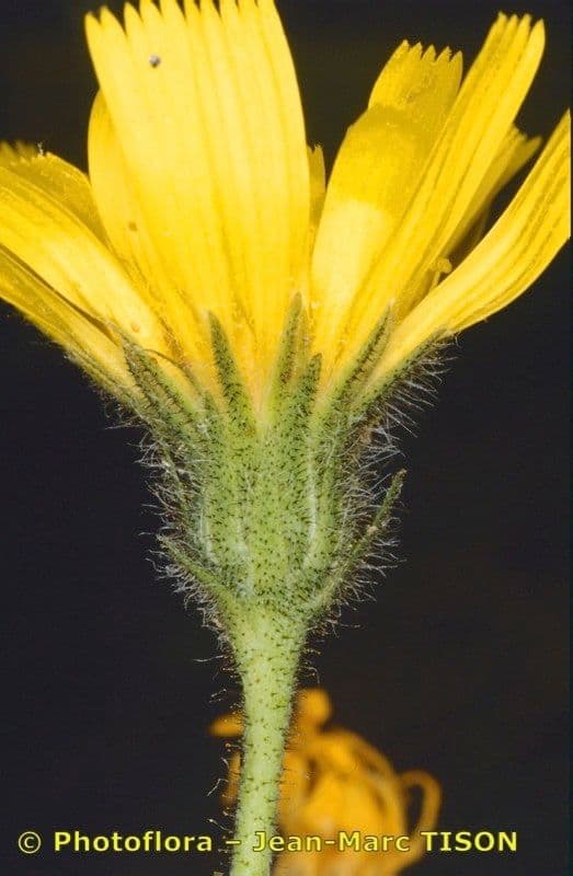 Hieracium