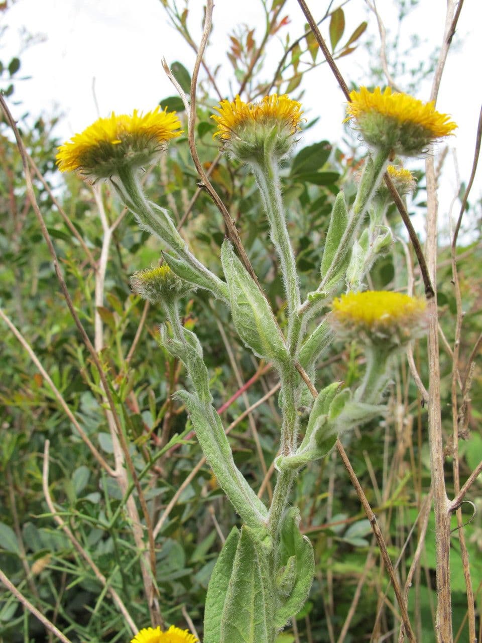 Pulicaria odora 27