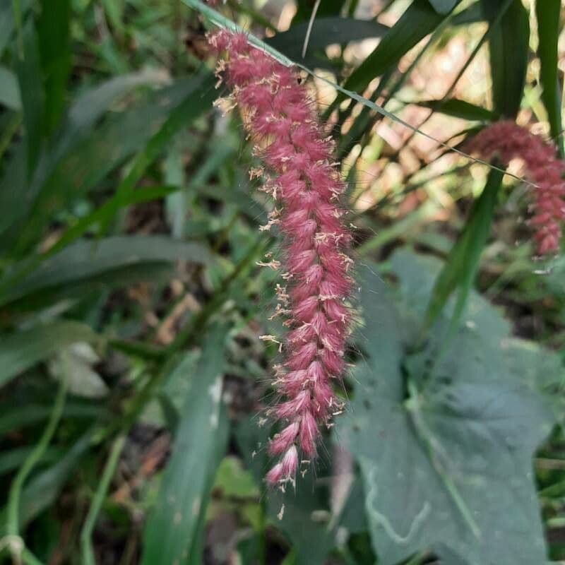 Erba fontana pelosa 3