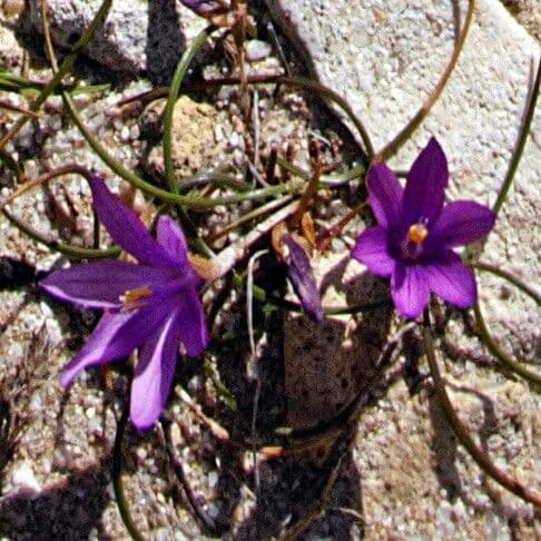 Romulea 3