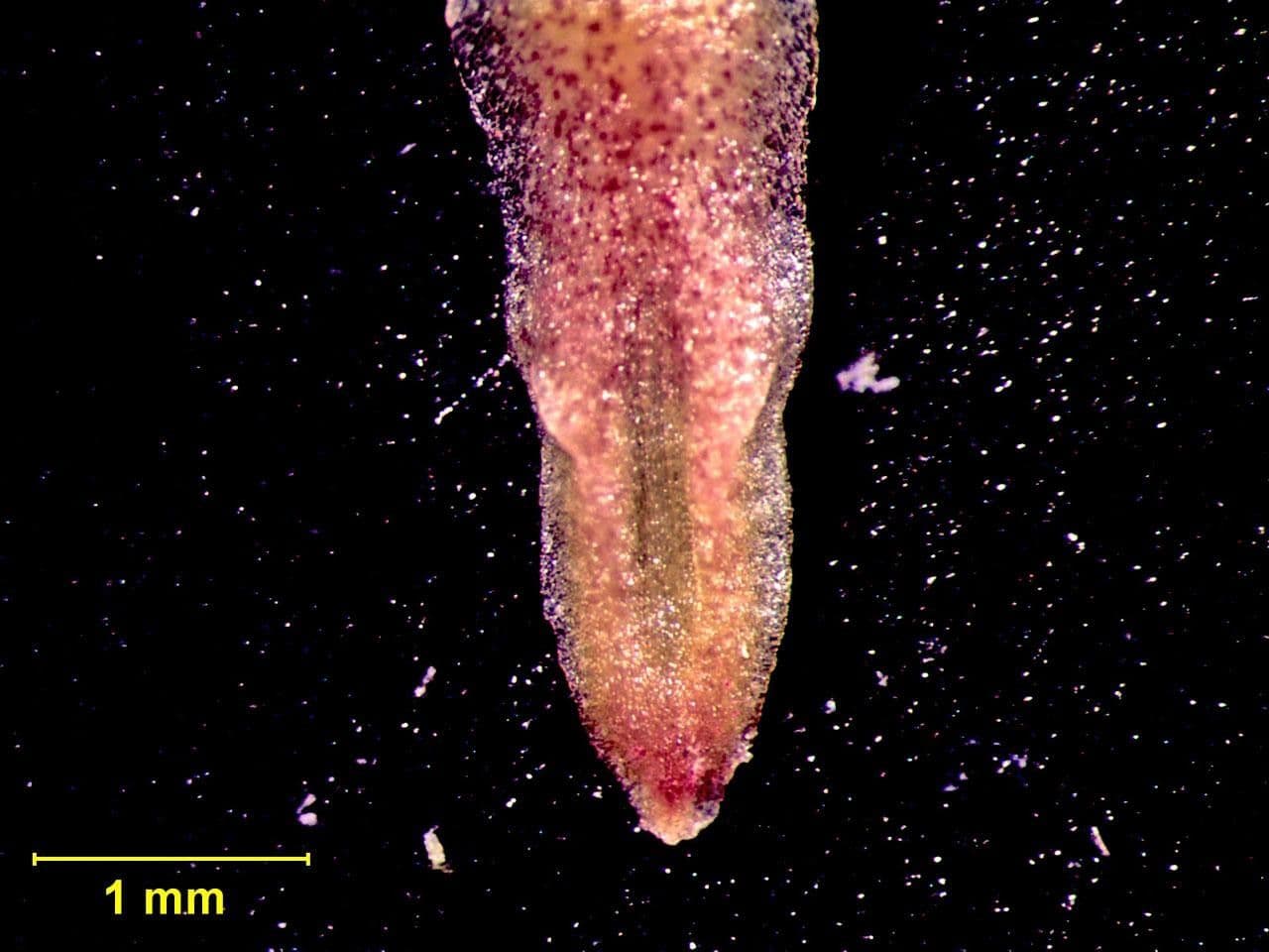 Masdevallia 11