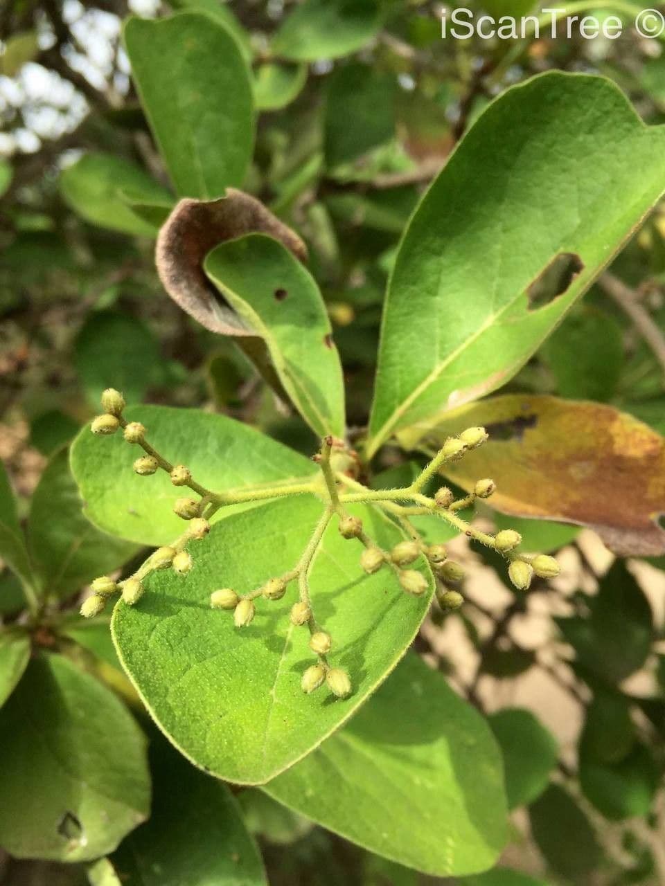 Ehretia 7