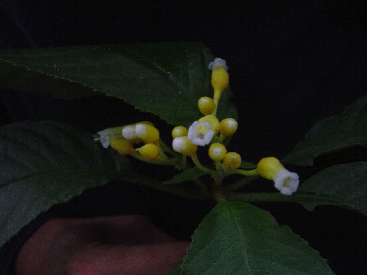 Besleria 2