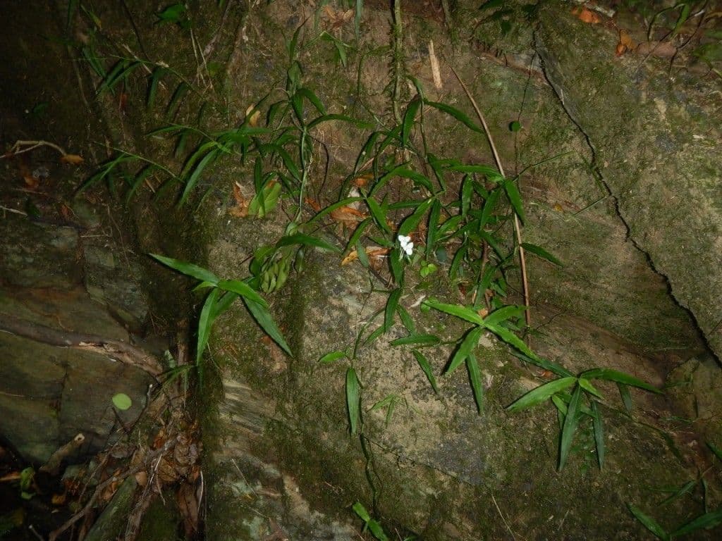Aneilema 3
