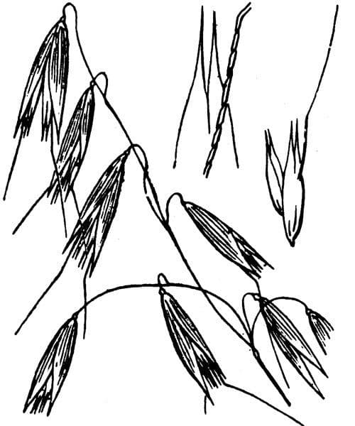 Avena strigosa 19