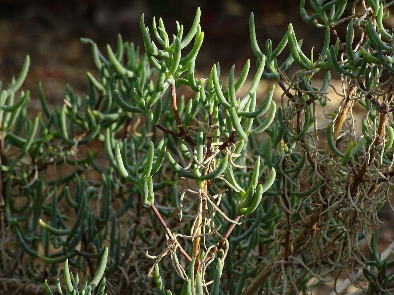 Lampranthus