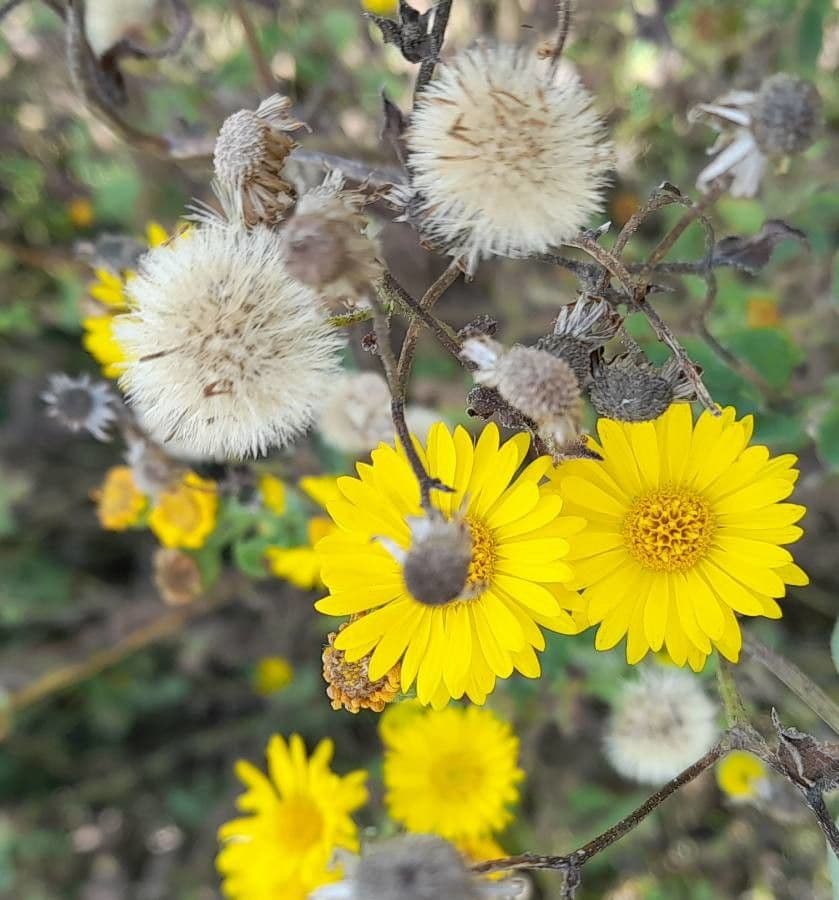 Heterotheca subaxillaris 23
