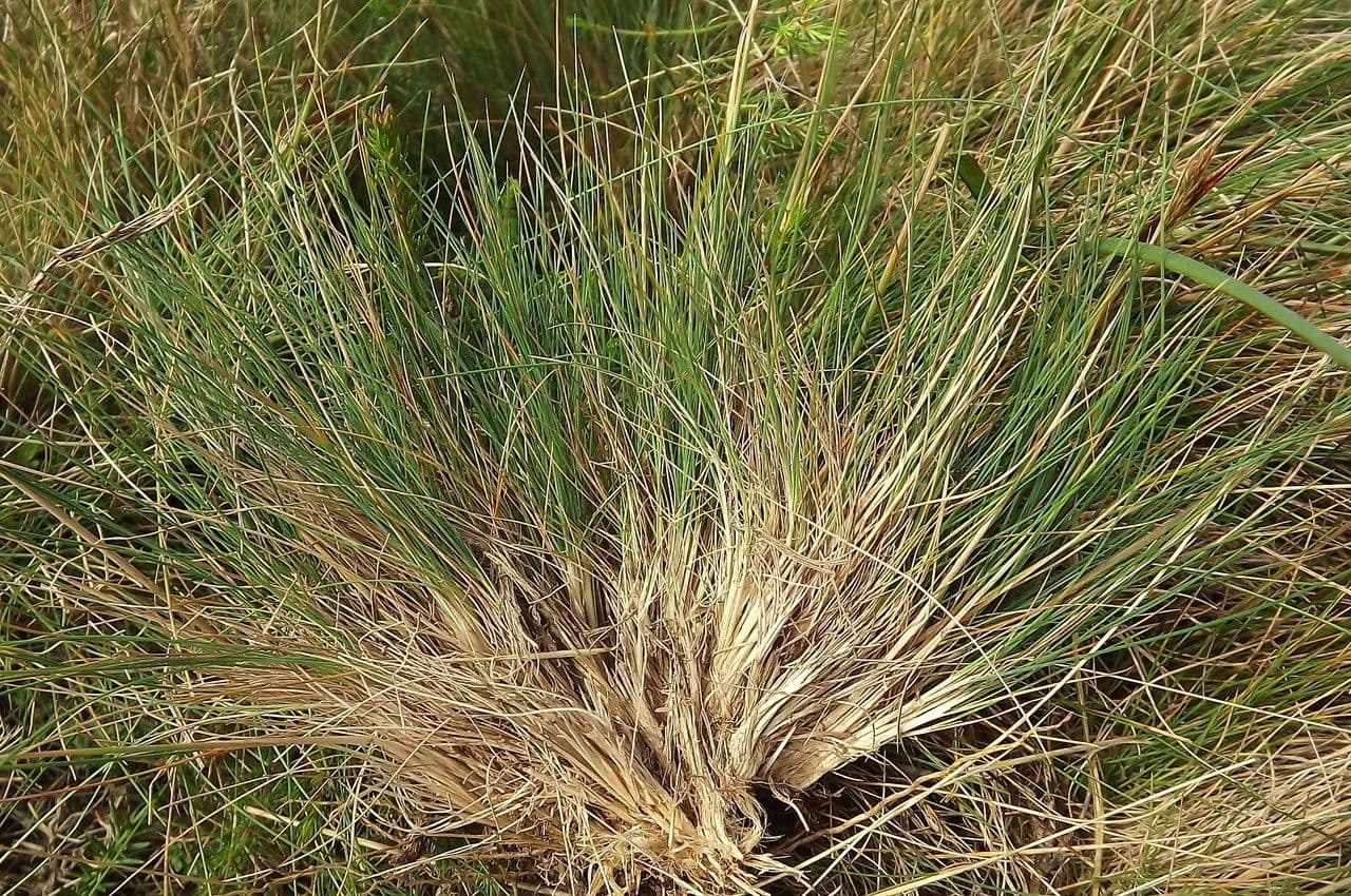 Agrostis curtisii 11