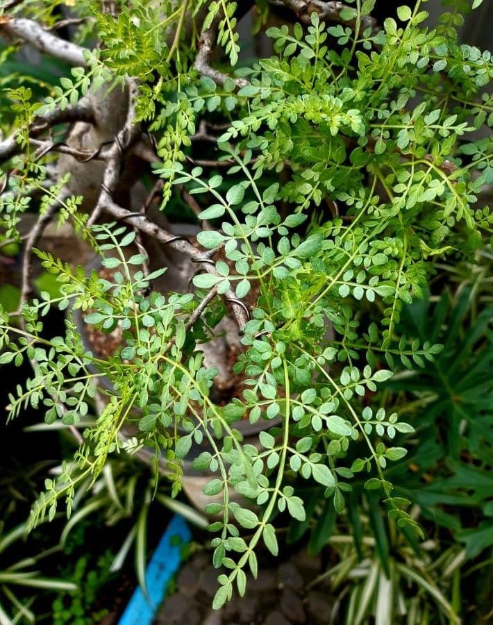 Elemi 2
