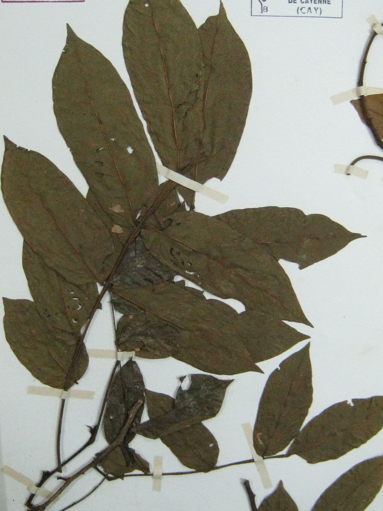 Swartzia 3