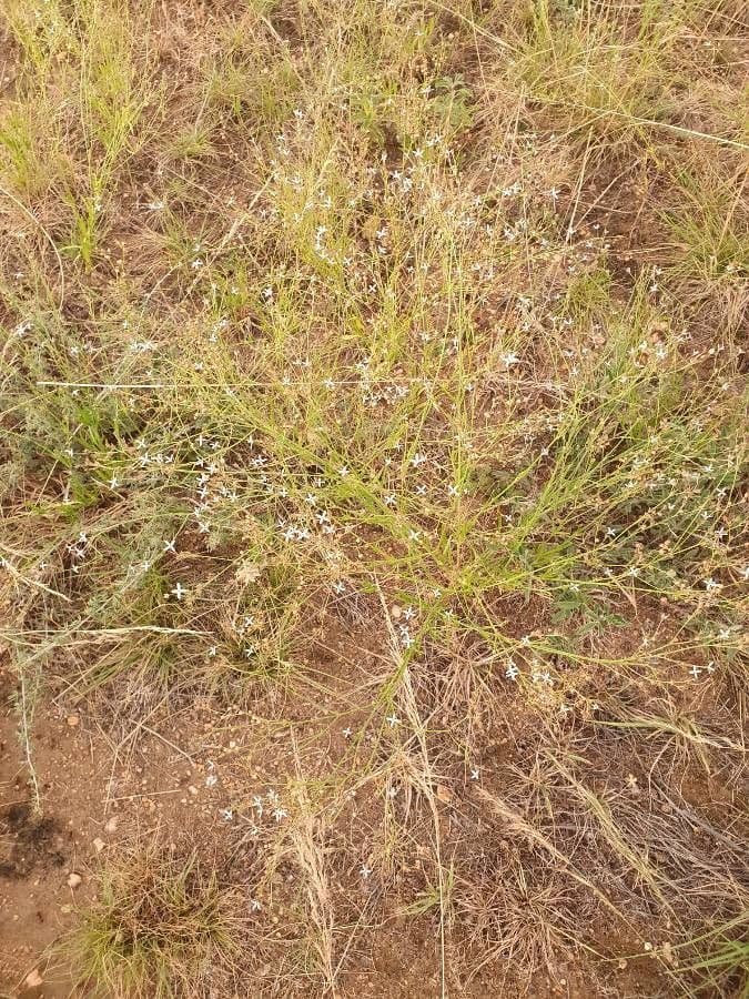 Kohautia caespitosa