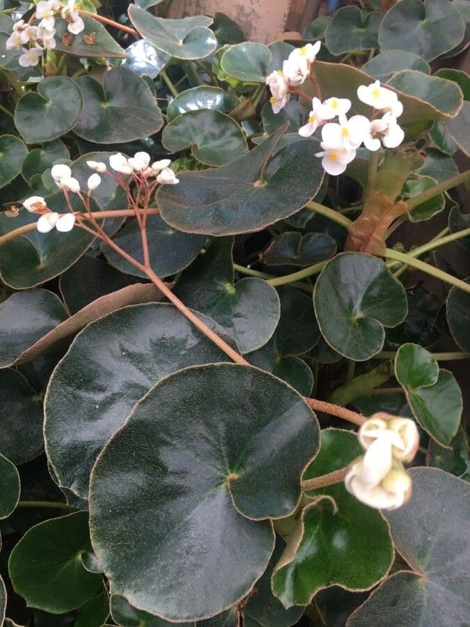Begonia 2