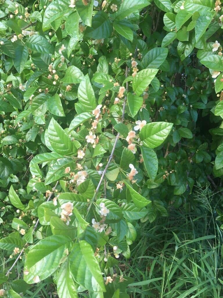 Campomanesia 2