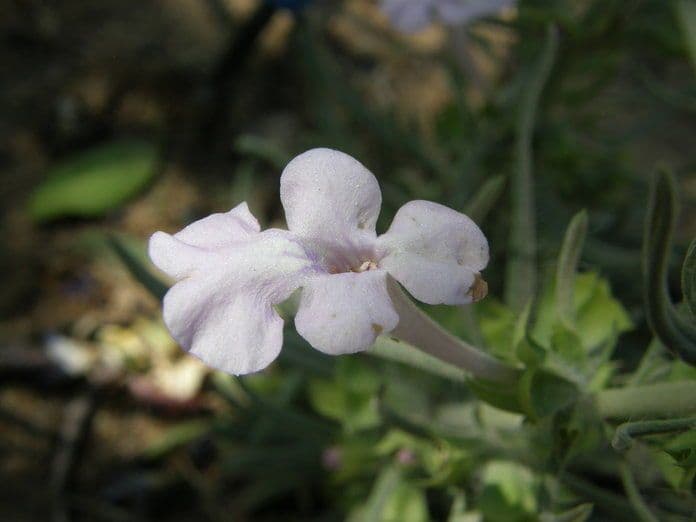Salvia 3