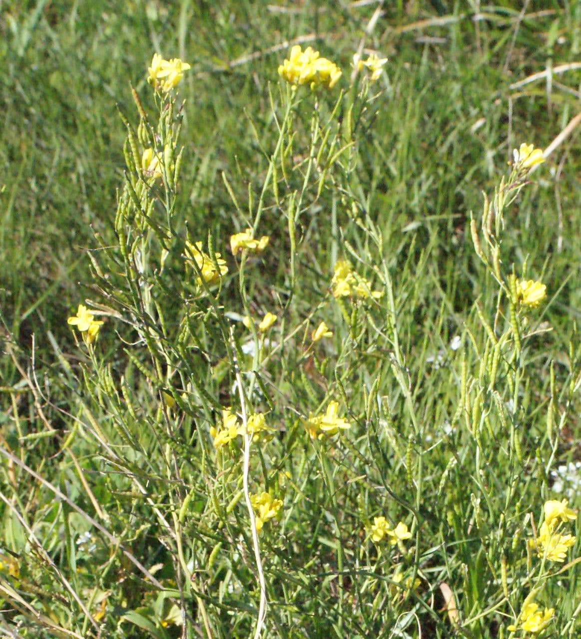 Kapusta 11