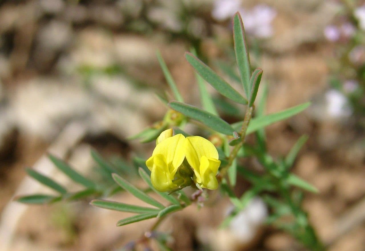 Ipocrepidi ciliata 9