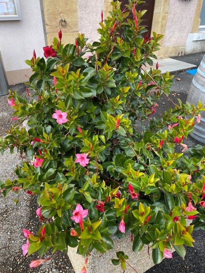 Chilenischer Jasmin 13