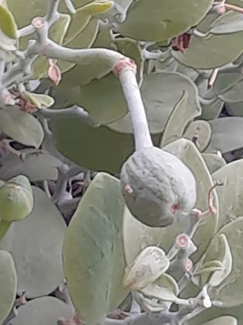 Cappero 4