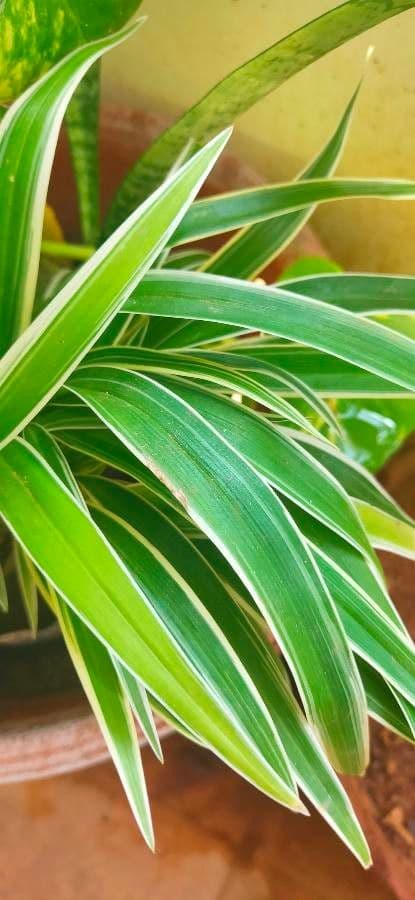 Dianella 16