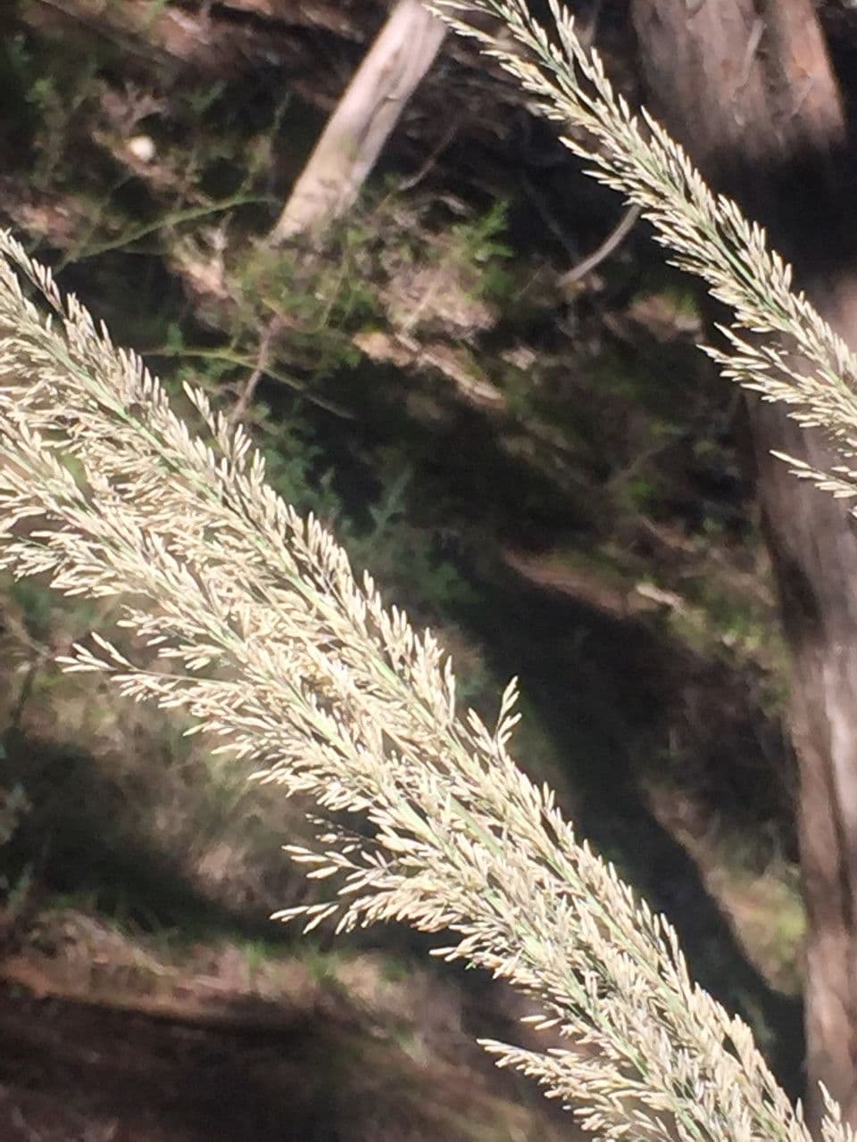 Muhlenbergia