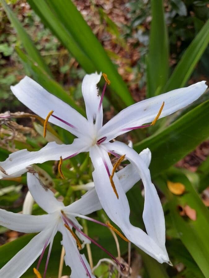 Florida swamp-lily 5