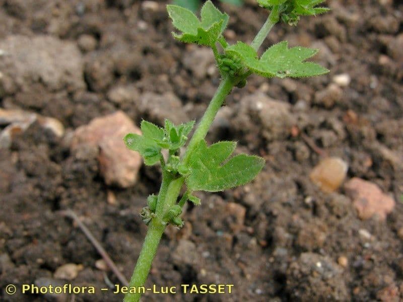Graue Bowlesia 19
