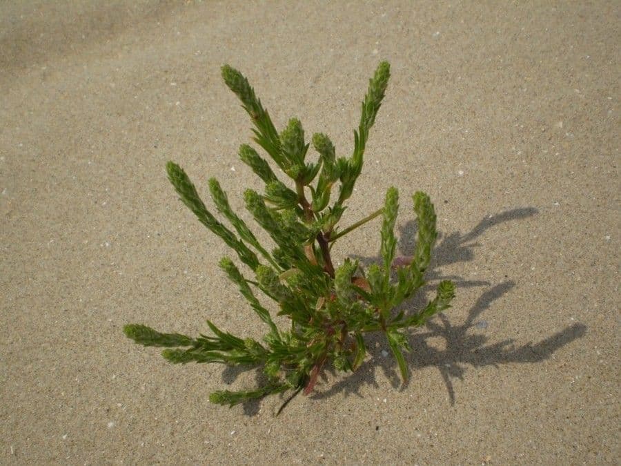 Corispermum di Pallas 11